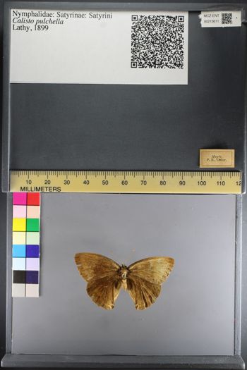 Media type: image;   Entomology 213611